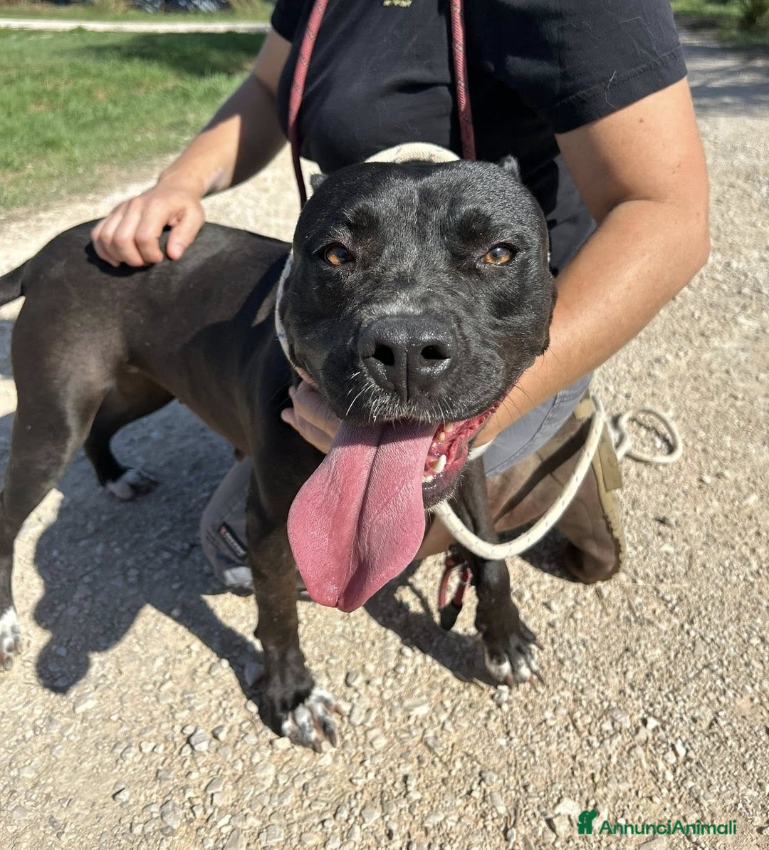 Pitbull cani in regalo: JESSY, Cuore di pitt - Annuncio 7