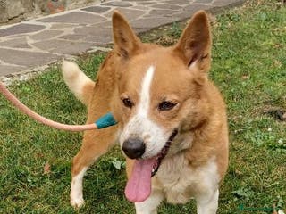 Altre razze cani CANNELLA meravigliosa creatura - Annuncio 15