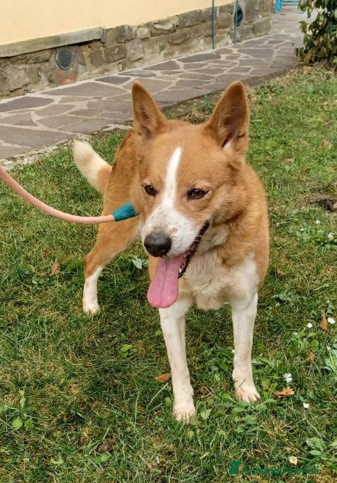 Altre razze cani in regalo: CANNELLA meravigliosa creatura - Annuncio 1