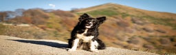 Border Collie cani in vendita: Cuccioli di Border Collie  - Annuncio 2