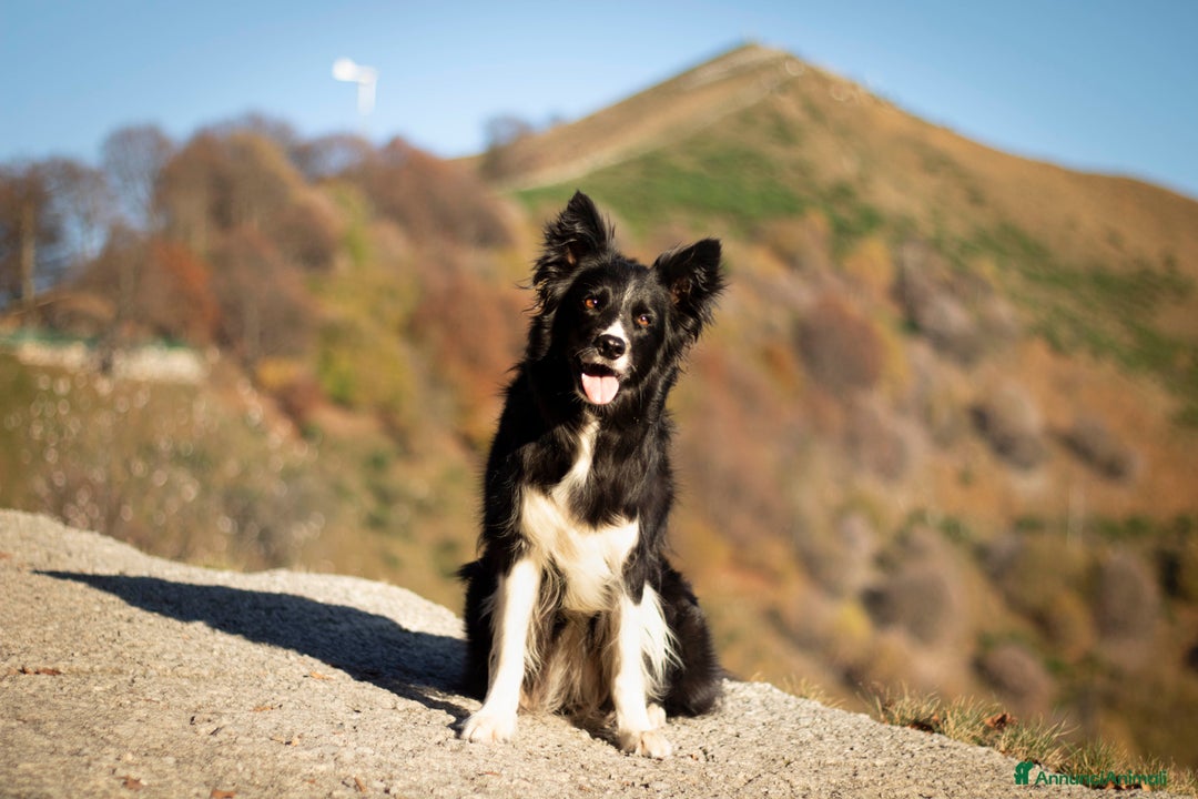 Border Collie cani in vendita: Cuccioli di Border Collie  - Annuncio 2