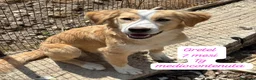 Meticcio cani in regalo: Trovatelli cercano urgentemente casa  a Provincia di Monza e della Brianza - Annuncio 9