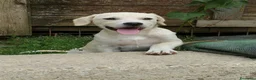 Meticcio cani in regalo: Pesca, neanche 4 mesi, taglia media contenuta  - Annuncio 2