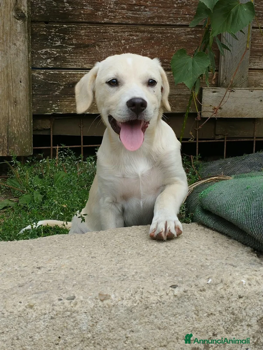 Meticcio cani in regalo: Pesca, neanche 4 mesi, taglia media contenuta  - Annuncio 2