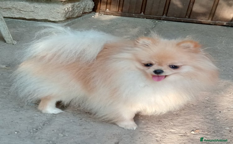 Spitz cani a Provincia di Mantova - Annuncio 2