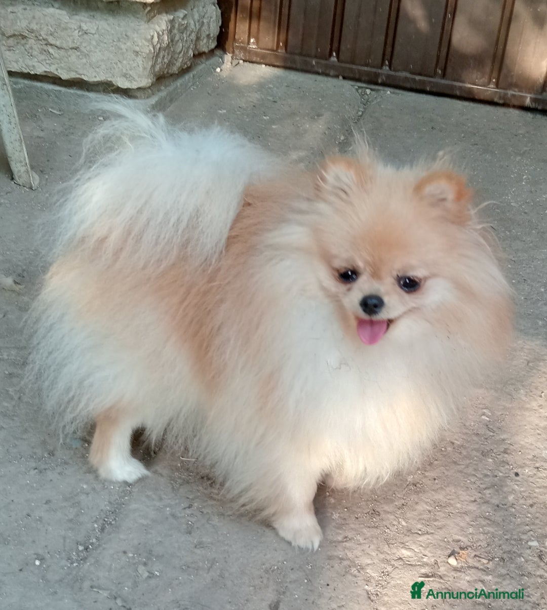 Spitz cani in vendita: Spitz pomerania  a Provincia di Mantova - Immagine 1