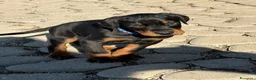Dobermann cani in vendita: Meravigliosi cuccioli di Doberman disponibili  - Annuncio 1
