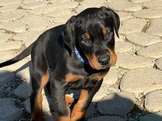 Dobermann cani Meravigliosi cuccioli di Doberman disponibili - Annuncio 28