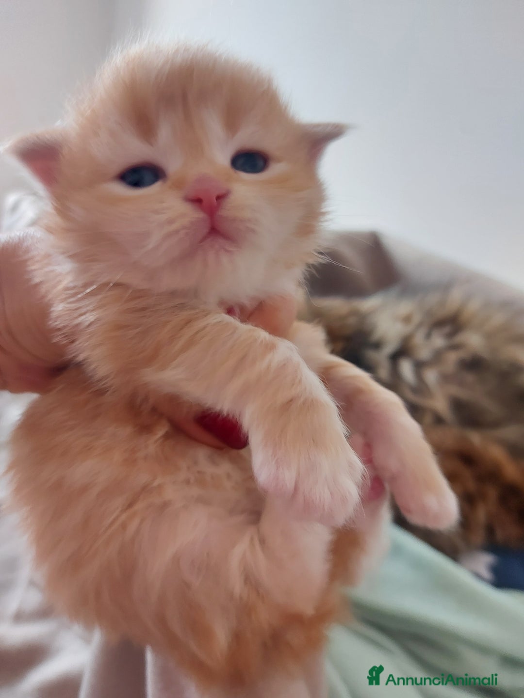 Siberiano gatti in vendita: Cuccioli di gatto Siberiano Certificati  - Annuncio 5