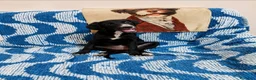 Meticcio cani in regalo: lola merlino - Annuncio 2