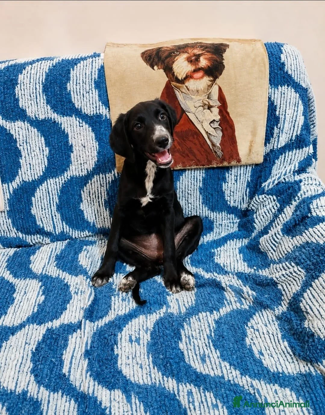 Meticcio cani in regalo: lola merlino - Annuncio 2
