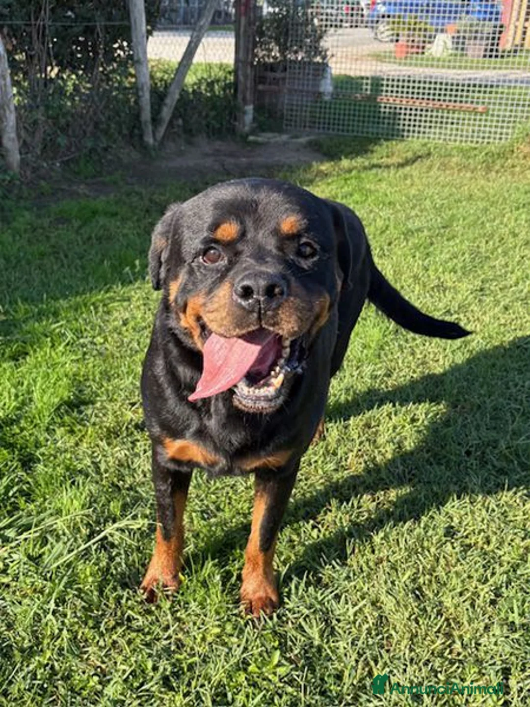Rottweiler cani in regalo: Adozione del ❤️ per Aaron - Annuncio 1