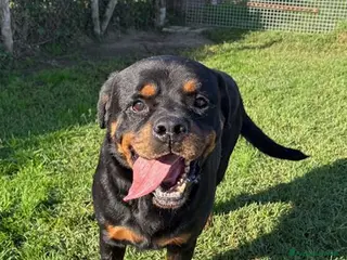 Rottweiler cani Adozione del ❤️ per Aaron - Annuncio 1