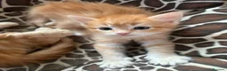 Siberiano gatti in vendita: Cuccioli Siberiano - Annuncio 20
