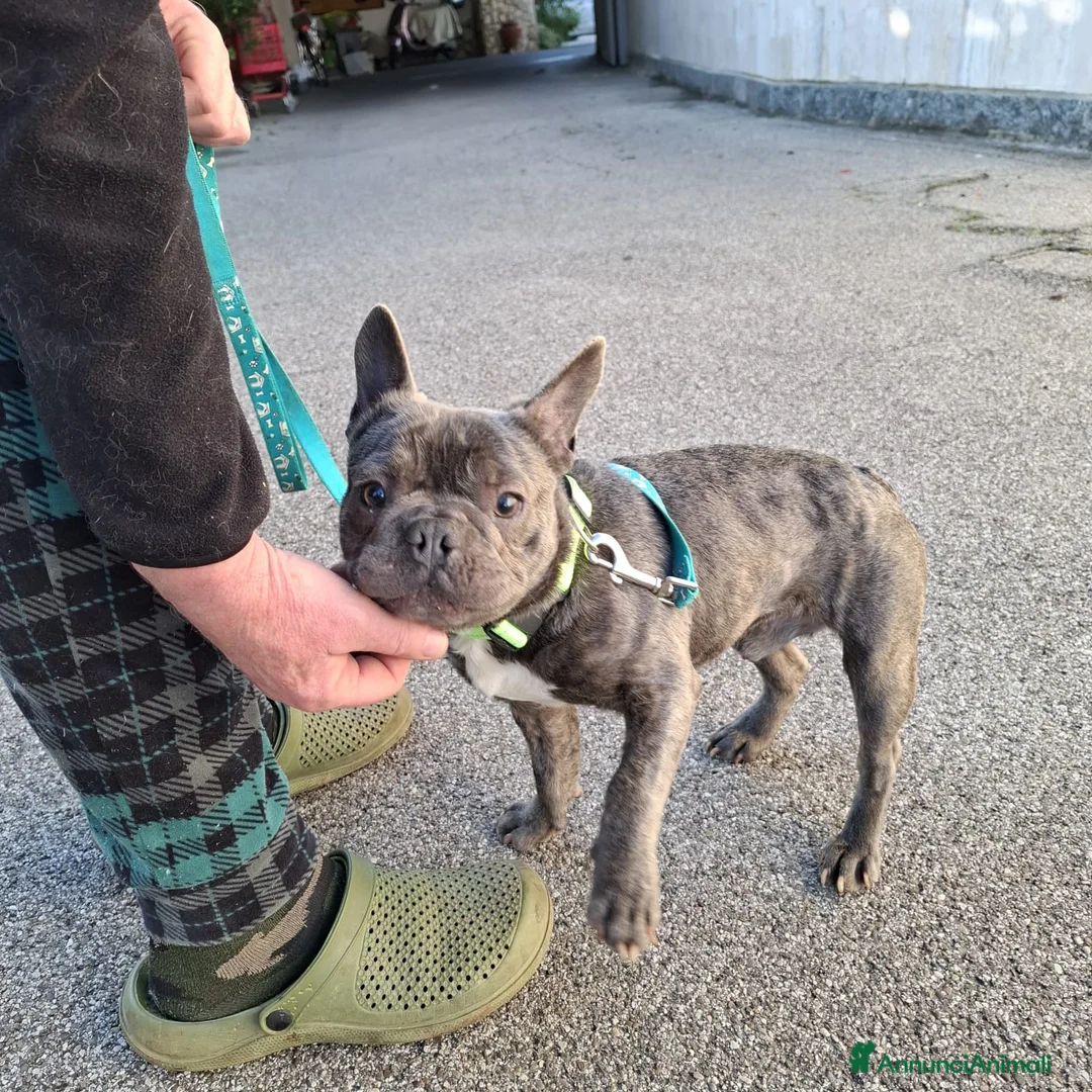 Bulldog Francese cani in regalo: Shamus Cerca Famiglia. Info Monica 3890238584 - Annuncio 13
