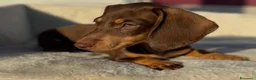 Bassotto cani in vendita: Bassotto femmina  - Annuncio 3