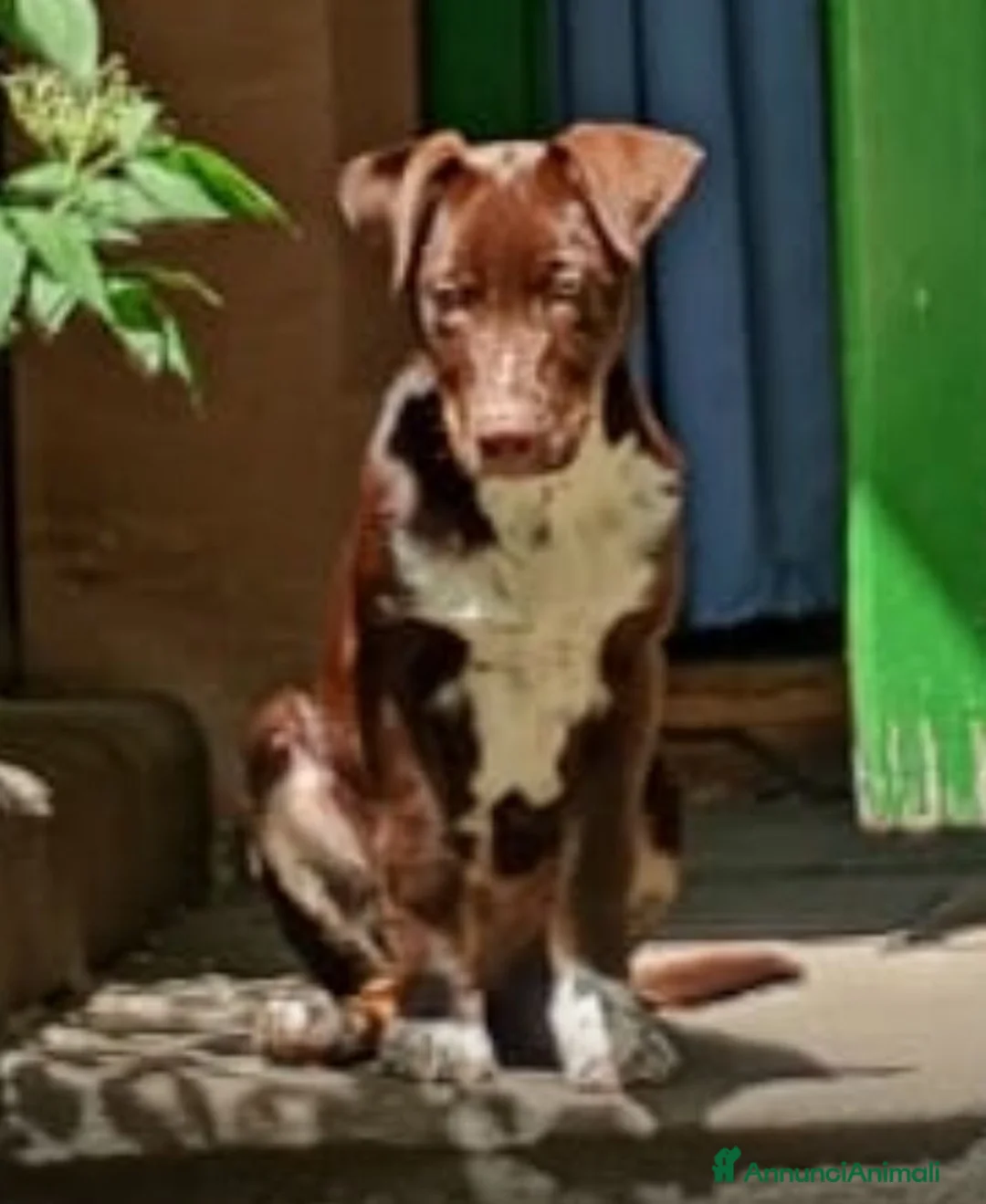 Meticcio cani in vendita: Coppia die cuccioli  a Provincia di Biella - Annuncio 2
