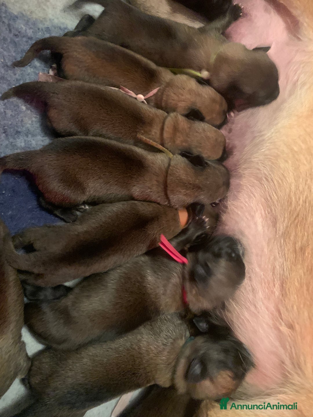 Pastore Belga cani in vendita: Cucciolo pastore belga Malinois  - Annuncio 3