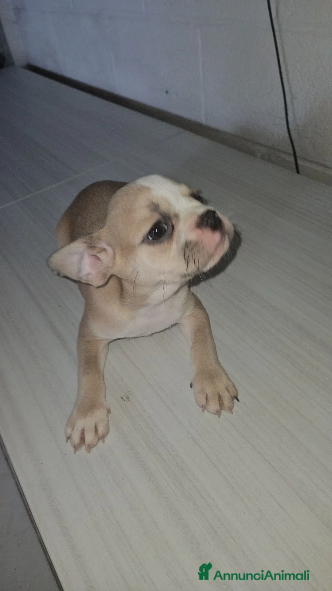 Bulldog Francese cani in vendita: Bulldog francese femmina  - Annuncio 1