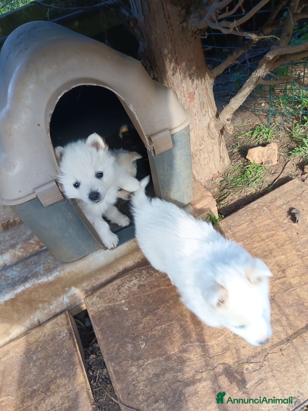 Volpino Italiano cani in vendita: cuccioli di volpino italiano  - Annuncio 4