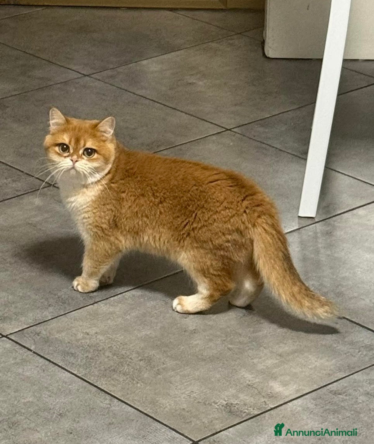 British gatti British femmina back Golden  - Annuncio 1