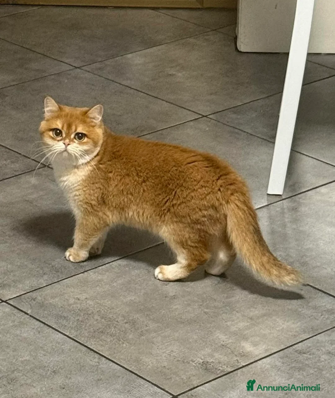 British gatti in vendita: British femmina back Golden  - Annuncio 1