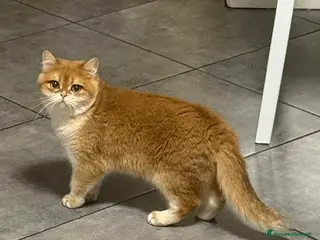 British gatti British femmina back Golden - Annuncio 1