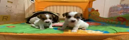 Jack Russell cani in vendita: Jack Russell terrier pelo corto femmina pedigree - Annuncio 4