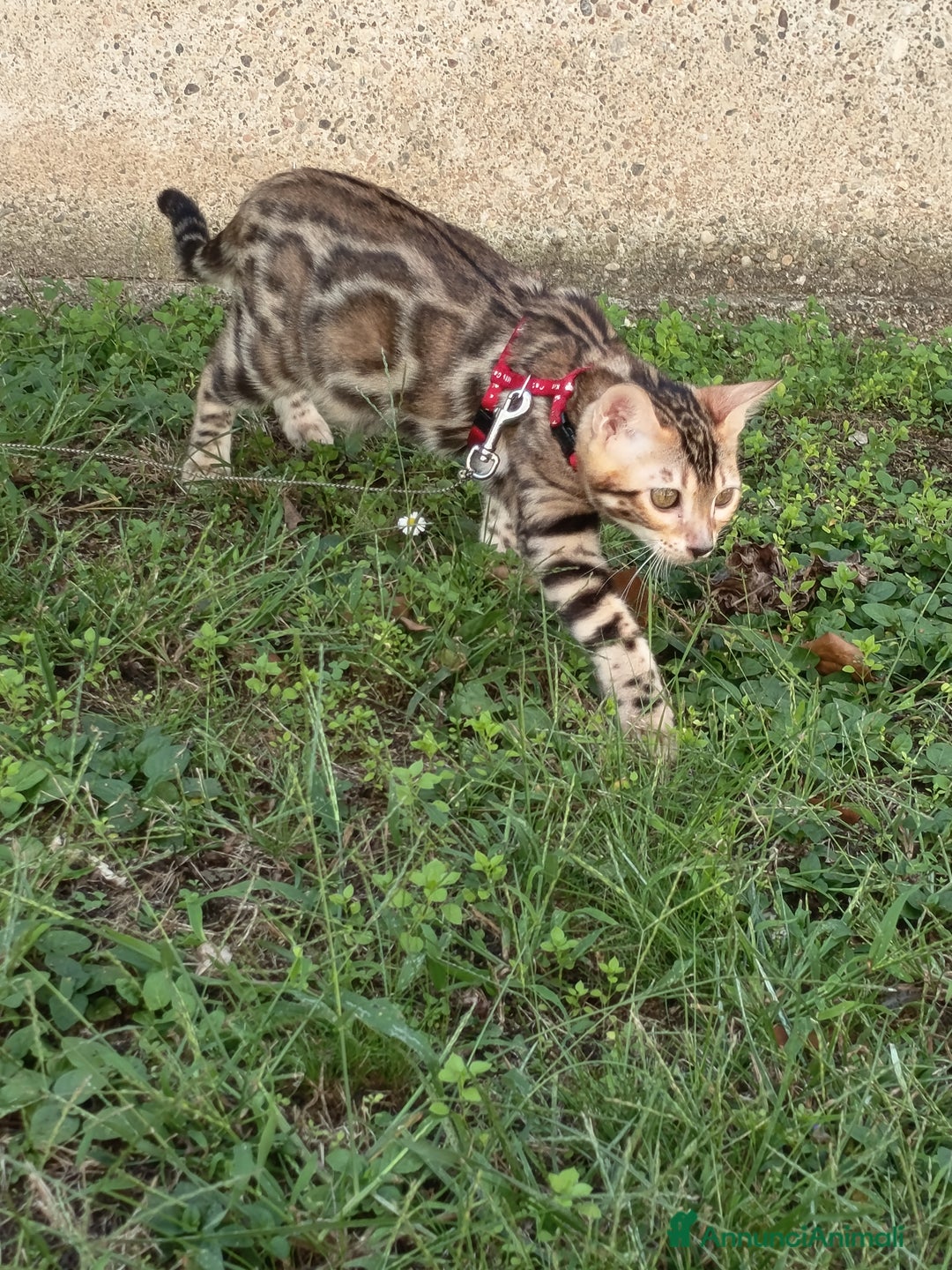 Bengala gatti in vendita: Cucciola Bengala 🥰 - Annuncio 7