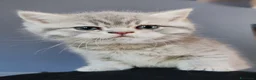 British gatti in vendita: British shorthair cuccioli - Annuncio 1