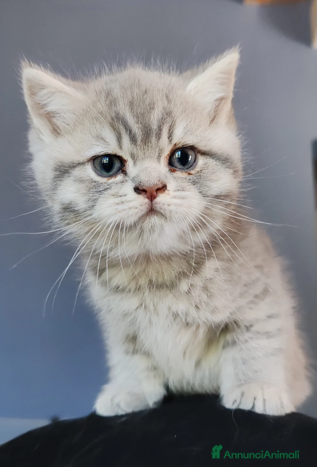British gatti in vendita: British shorthair cuccioli - Annuncio 1