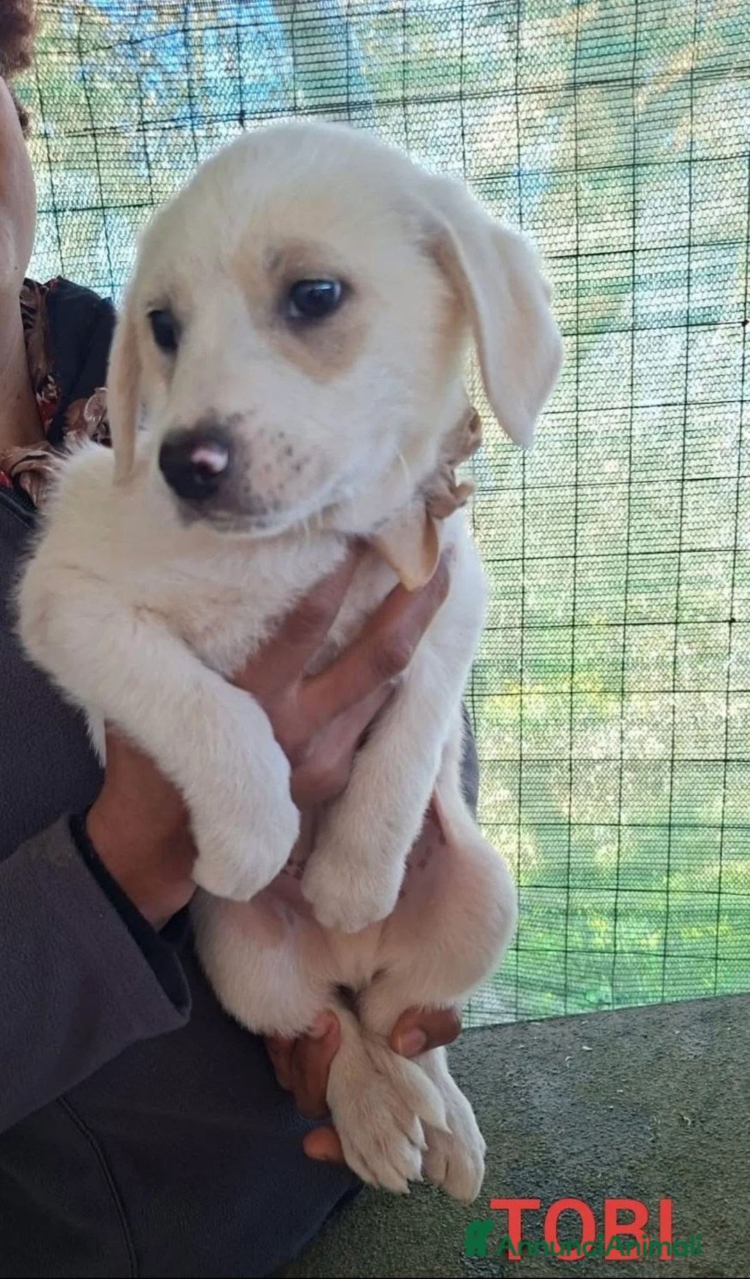 Meticcio cani in regalo: Splendidi cuccioli simil labrador ma più belli - Annuncio 4