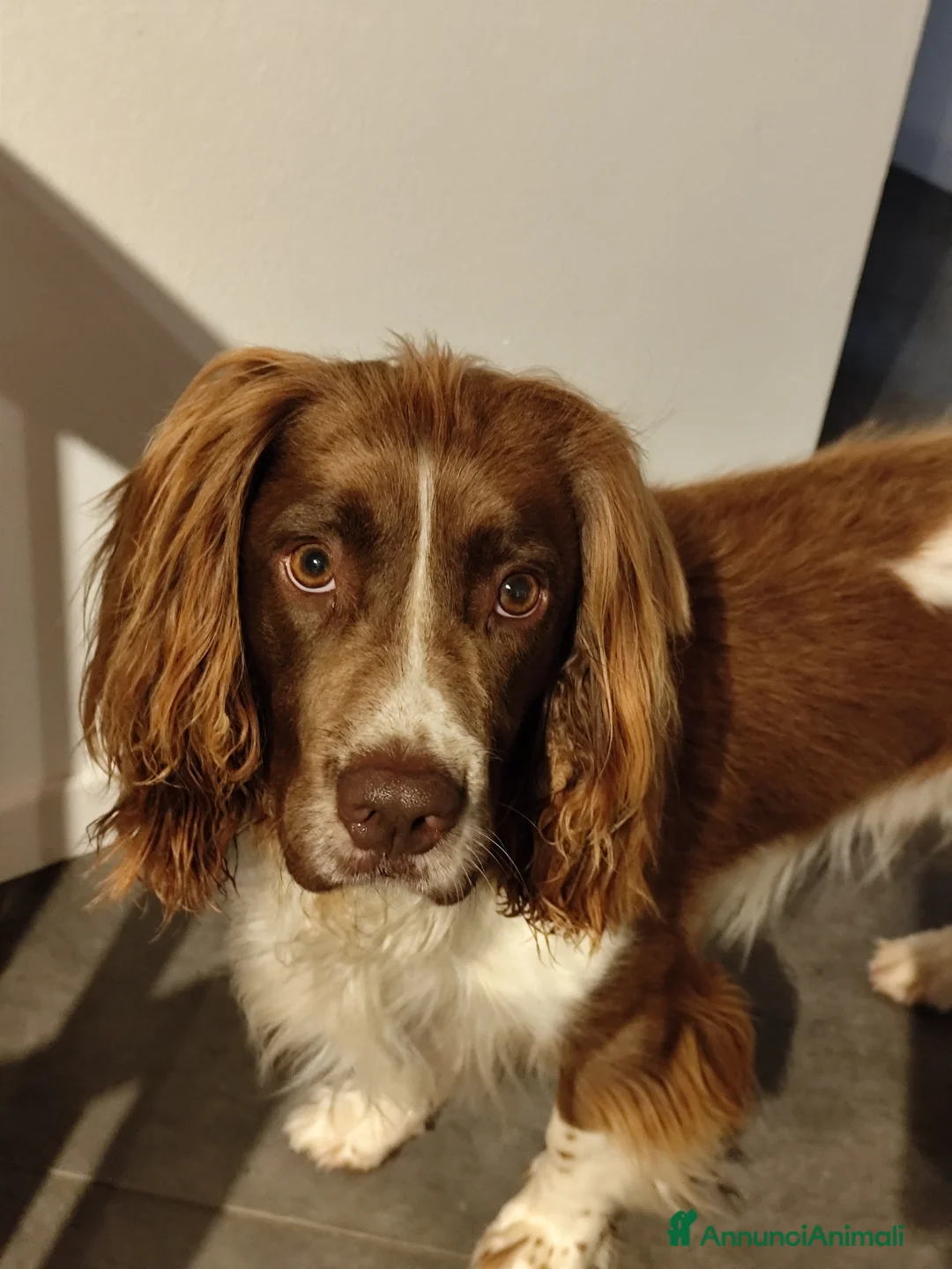 Springer Spaniel Inglese cani in regalo: Arthur, springer spaniel inglese  - Annuncio 1