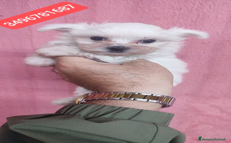 Maltese cani - Annuncio 2