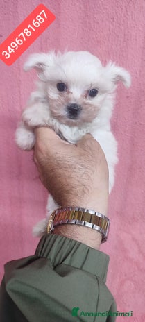 Maltese cani - Annuncio 2