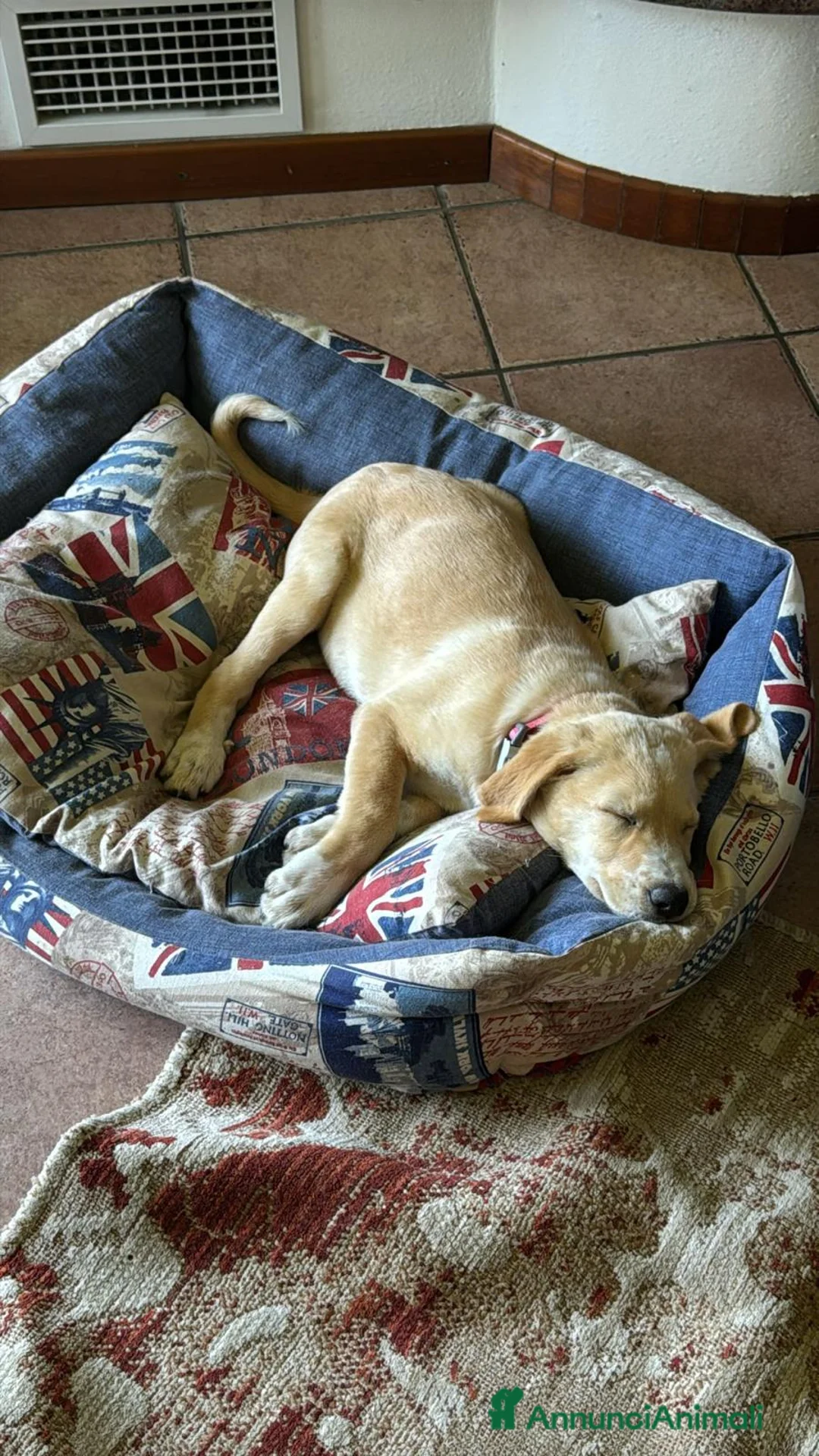 Meticcio cani in regalo: CUCCIOLI IN CERCA D'AMORE  a Provincia di Prato - Annuncio 2