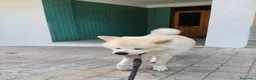 Akita Inu cani in regalo: Regalo Akita Inu - Annuncio 10
