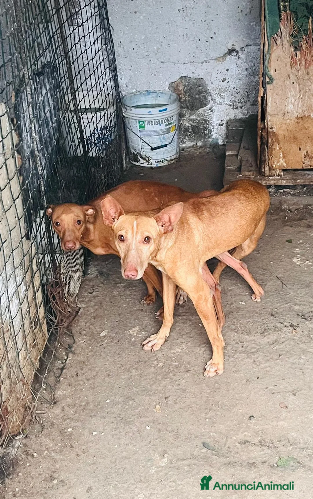 Cirneco dell'Etna cani in vendita: Cuccioli cirnechi dell'Etna  a Libero consorzio comunale di Enna - Annuncio 2