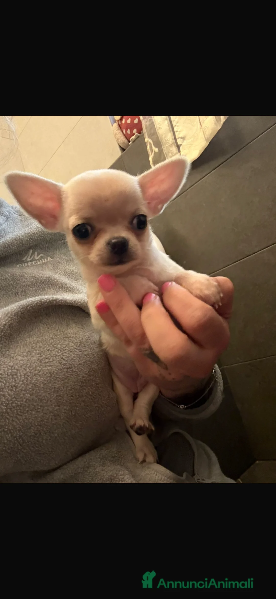 Chihuahua cani in vendita: Cuccioli di chihuahua - Annuncio 2