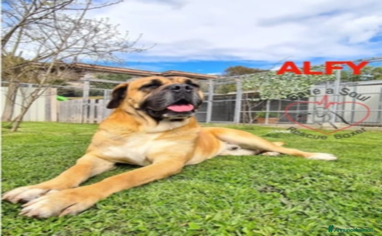 Bullmastiff cani - Annuncio 2