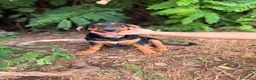 Meticcio cani in regalo: Bongo - Annuncio 4