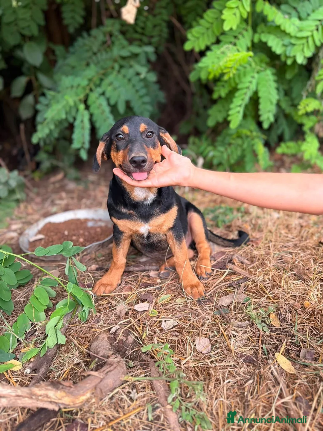 Meticcio cani in regalo: Bongo - Annuncio 4