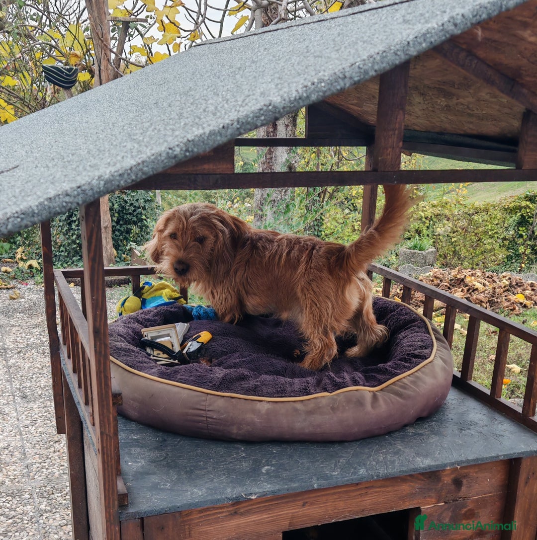 Basset Fauve De Bretagne cani per accoppiamento: Bassett fauve de bretagne per accoppiamento - Annuncio 5