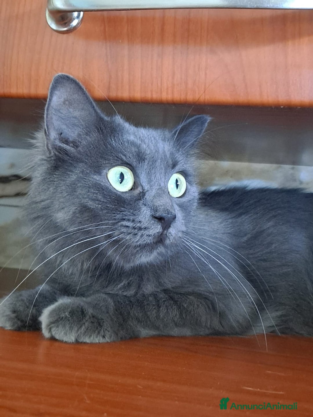 Altre razze gatti in regalo: GATTINI - Annuncio 6