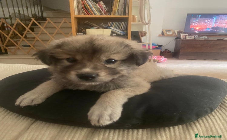 Meticcio cani a Provincia di Crotone - Annuncio 6