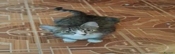 Europeo gatti in regalo: È IN ARRIVO UN CARICO DI GATTINE - Annuncio 2