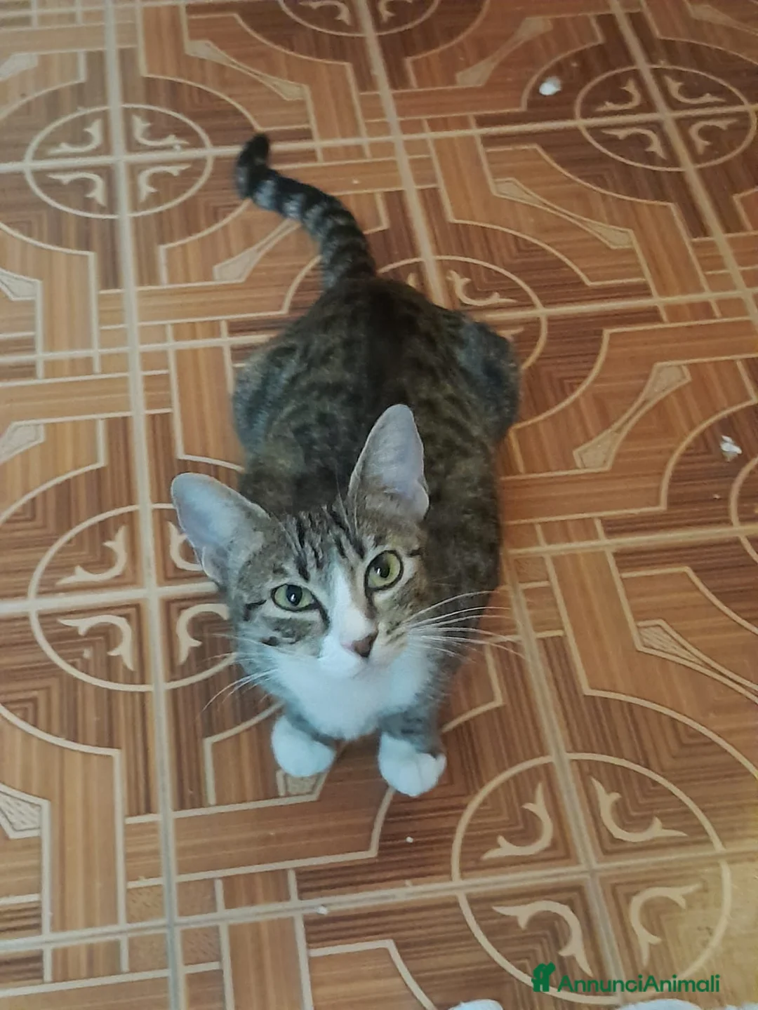 Europeo gatti in regalo: È IN ARRIVO UN CARICO DI GATTINE - Annuncio 2