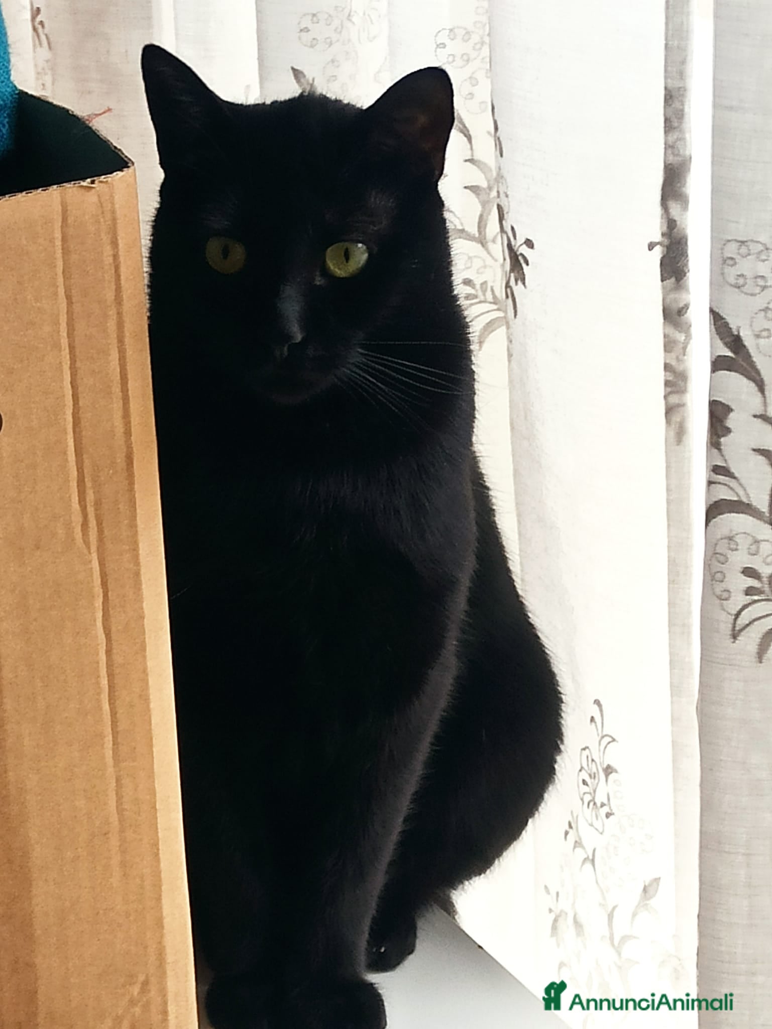 Meticcio gatti Timo micio nero - Annuncio 4