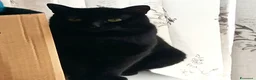 Meticcio gatti in regalo: Timo micio nero - Annuncio 1