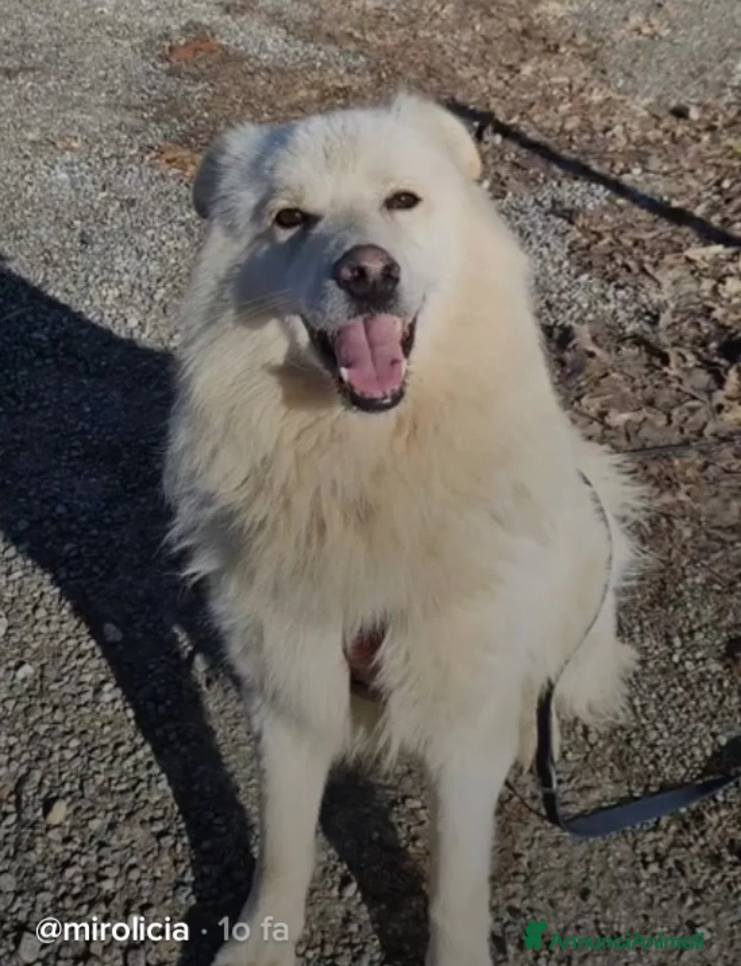 Meticcio cani in regalo: Bubu quasi 4anni tg media salvato 1anno fa  NOVARA a Città metropolitana di Milano - Annuncio 2